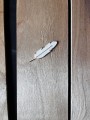 IMG_5220.jpg