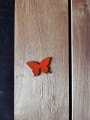 IMG_5537.jpg