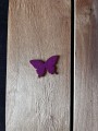 IMG_5533.jpg